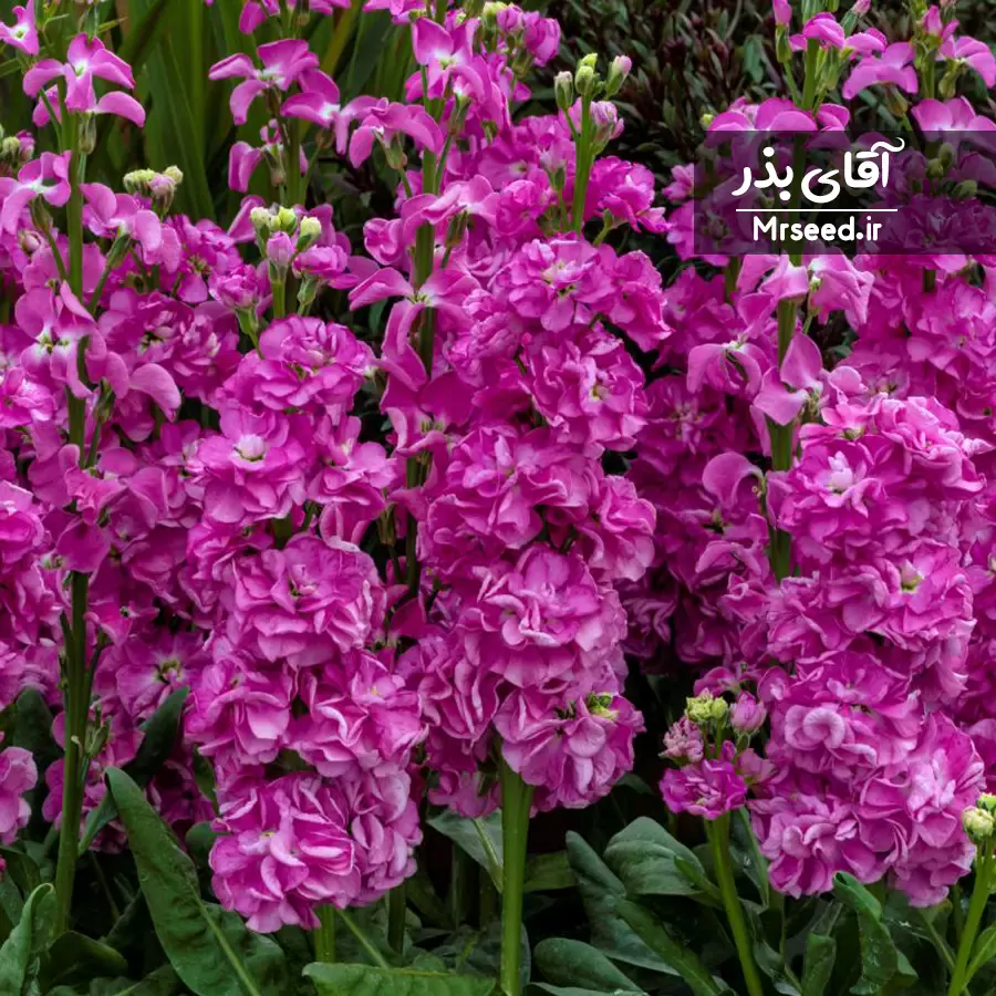 بذر گل شب بو