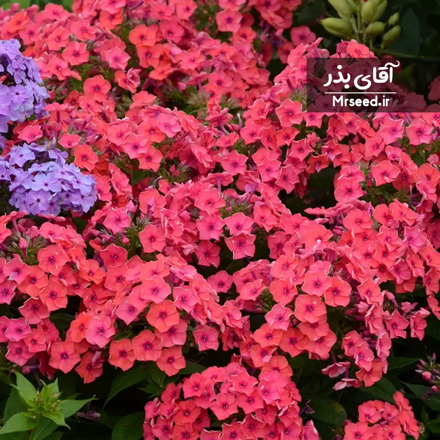 گل فلوکس