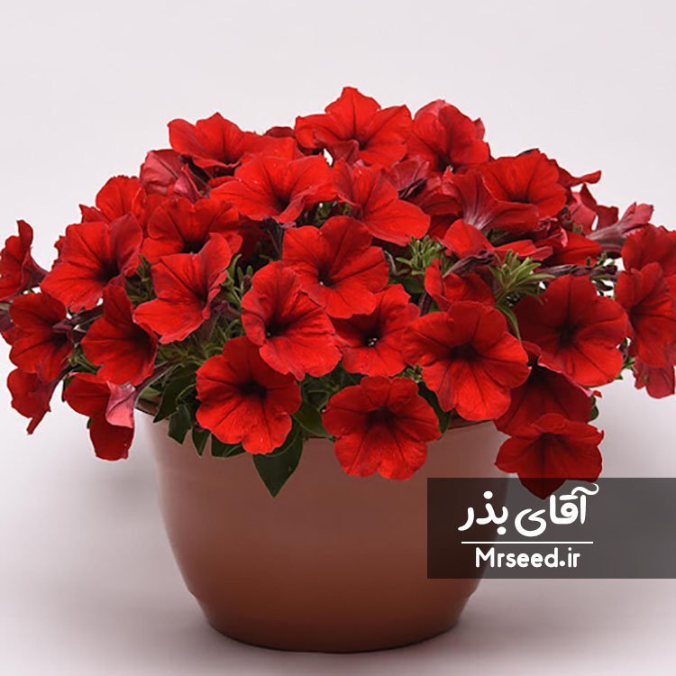 گل اطلسی Petunia