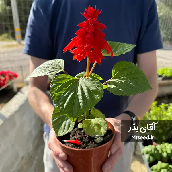 گل سلوی scarlet sage