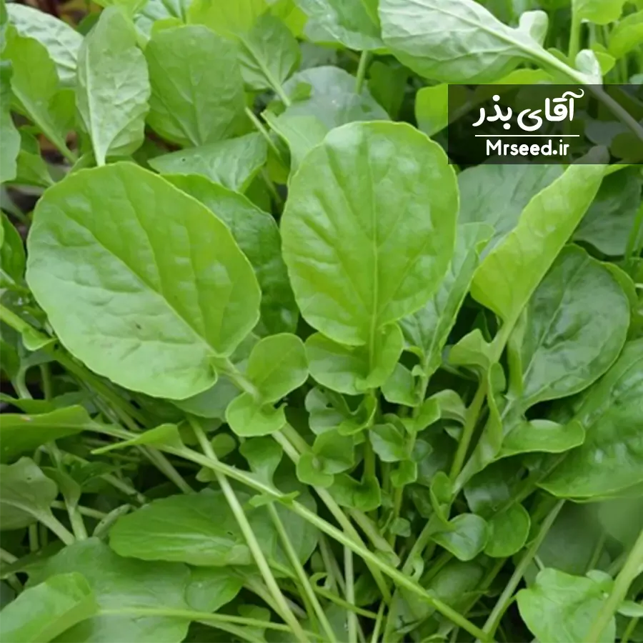 بذر شاهی 1