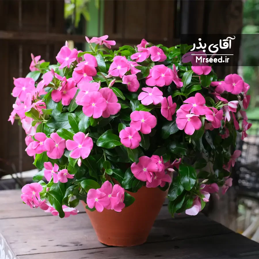 بذر گل پریوش الوان