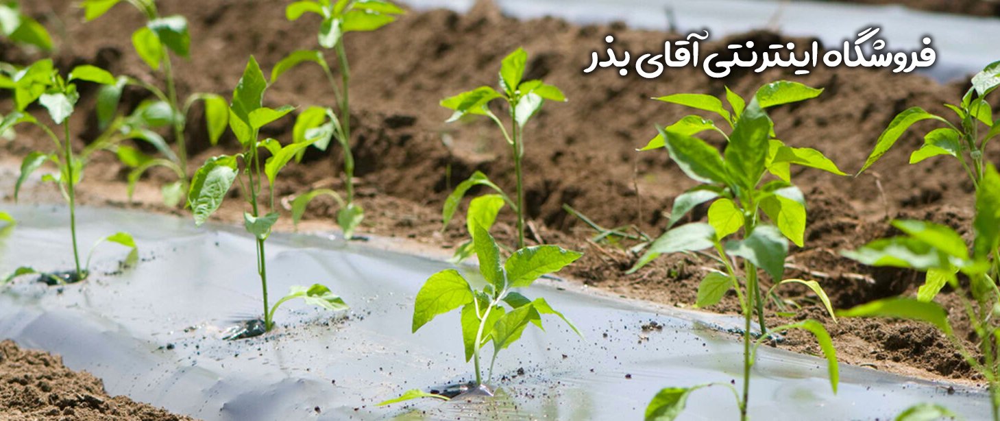 کاشت فلفل