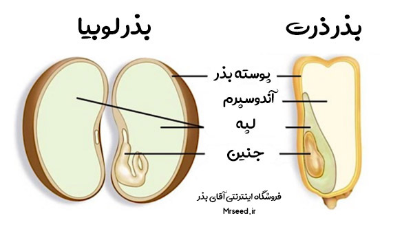 ساختار بذر