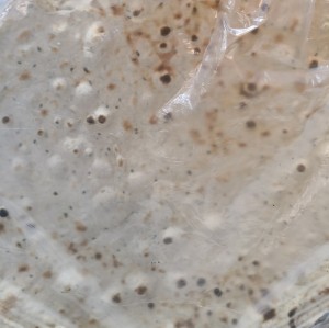 نان خشک مثلث سلامت بسته 20 عددی