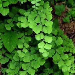 دمنوش پر سیاوشان