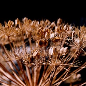 گلپر 100 گرمی