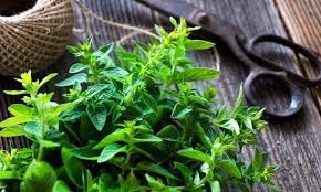 مرزنجوش 100 گرمی