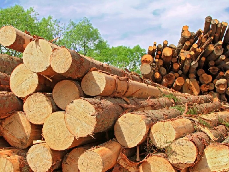 اهمیت استفاده از چوب راش در مبلمان