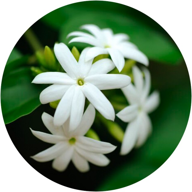 عطر یاس رازقی ژیوادان