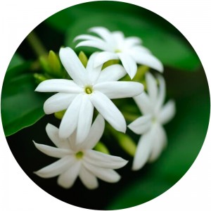 عطر یاس رازقی ژیوادان