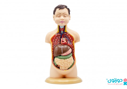 اسباب بازی آموزشی نیم تنه بدن انسان