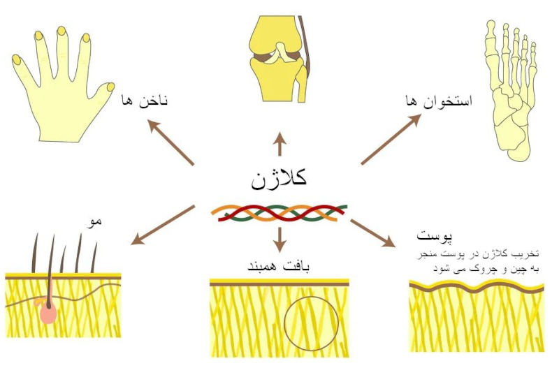 کلاژن چیست؟ مزایای سلامتی، منابع غذایی، مکمل ها، انواع و...