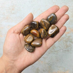 جاسپر چشم ببری کد 17