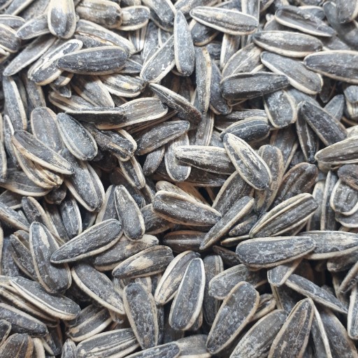 تخمه چینی  فله ( 1 کیلوگرم)