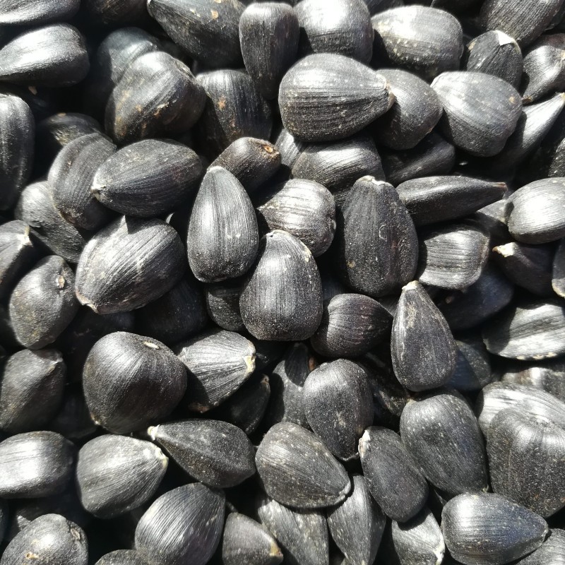 تخمه روغنی  فله ( 1 کیلوگرم)