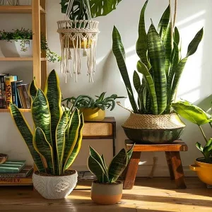 راهنمای خرید و استفاده از گلدان دکوری