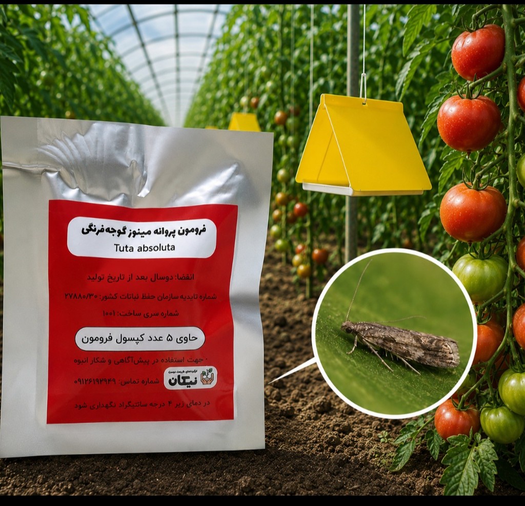 فرمون مینوز گوجه فرنگی( توتا)، بسته پنج عددی ،فيرمون حافرة الطماطم (توتا ابسلوتا )