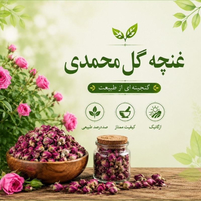 غنچه گل محمدی لاله زار کرمان