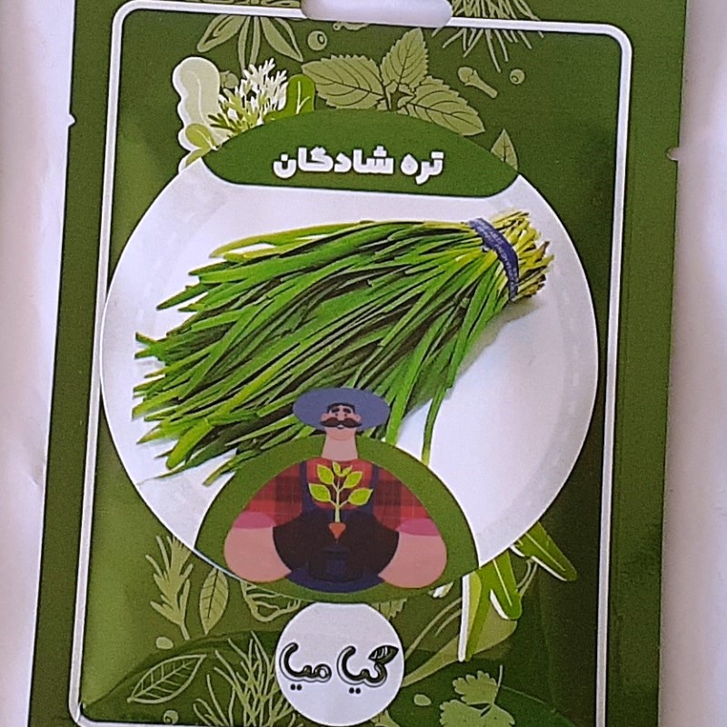 بذر تره شادگان