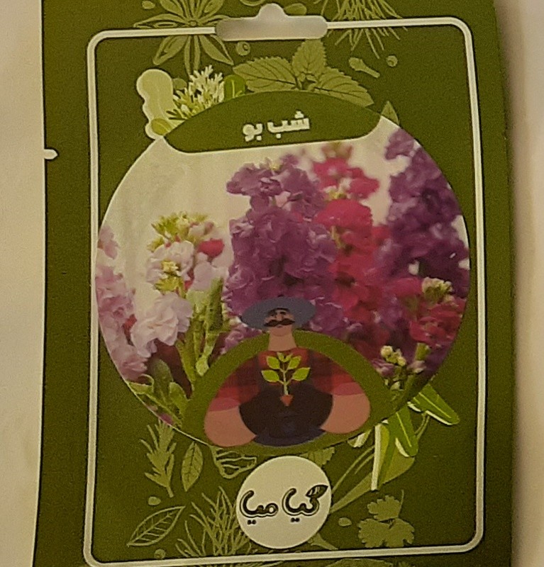 بذر گل شب بو