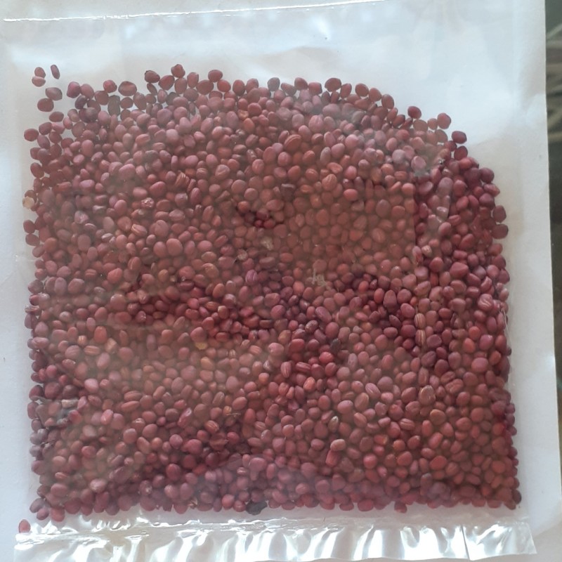 بذر ترپچه( ضدعفونی شده)، ۳۰ گرمی، شرکت کشتزار