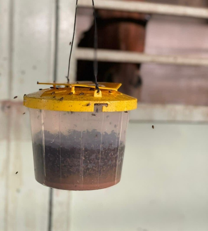 پودر جاذب مگس خانگی به همراه تله