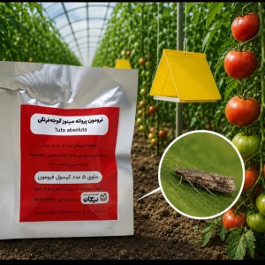 فرمون مینوز گوجه فرنگی( توتا)، بسته پنج عددی ،فيرمون  حافرة الطماطم (توتا ابسلوتا )