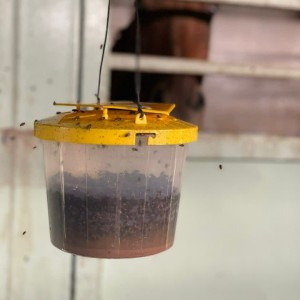 پودر جاذب مگس خانگی به همراه تله