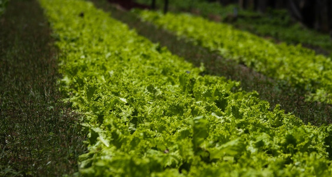 فروش لوله تاشو در جلگه