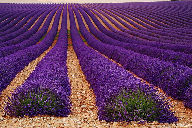 فروش اتصالات الکتروفیوژن در اردبیل