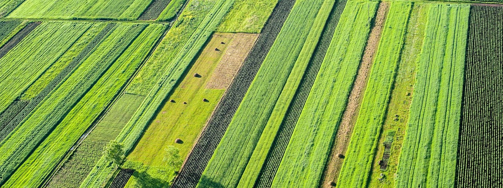 آبیاری قطره ای باغ