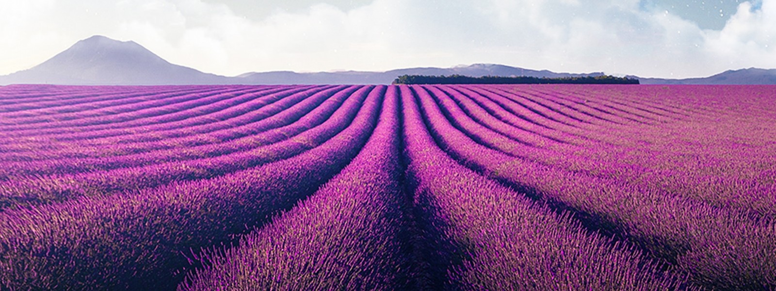 فروش نوار آبیاری در تاکستان