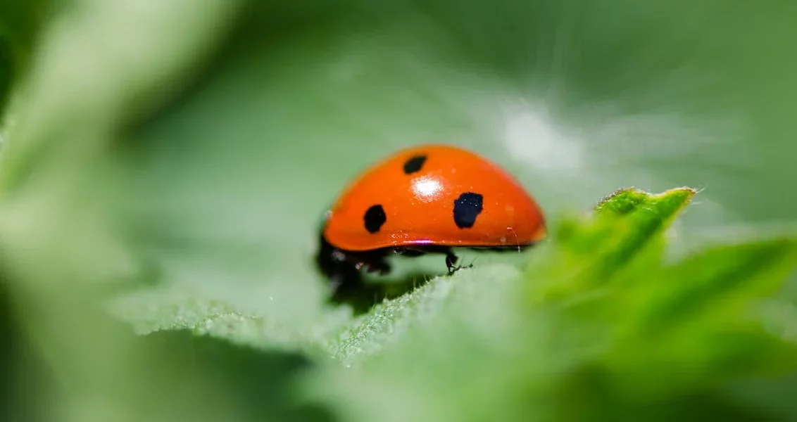 فروش لوازم و تجهیزات و اتصالات بارانی در بوئین زهرا