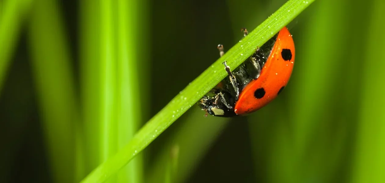 فروش لوازم و تجهیزات و اتصالات بارانی در زنجان