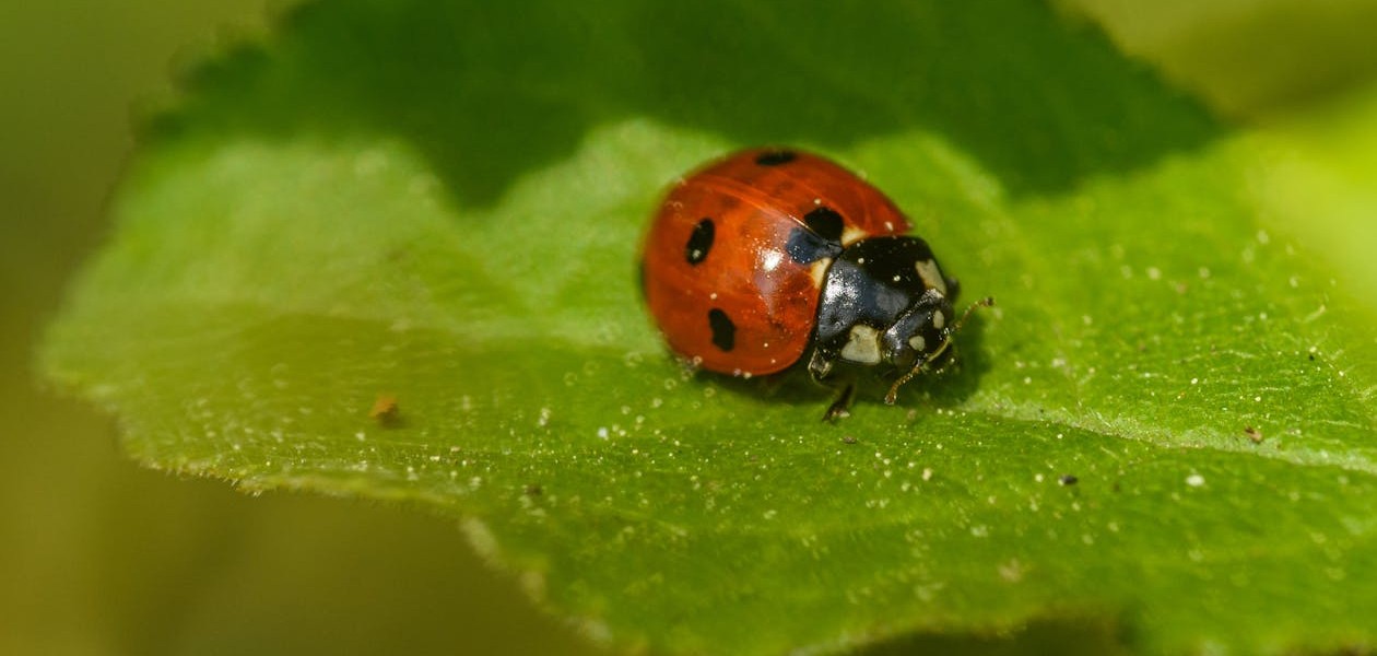 فروش لوازم و تجهیزات و اتصالات بارانی در همدان