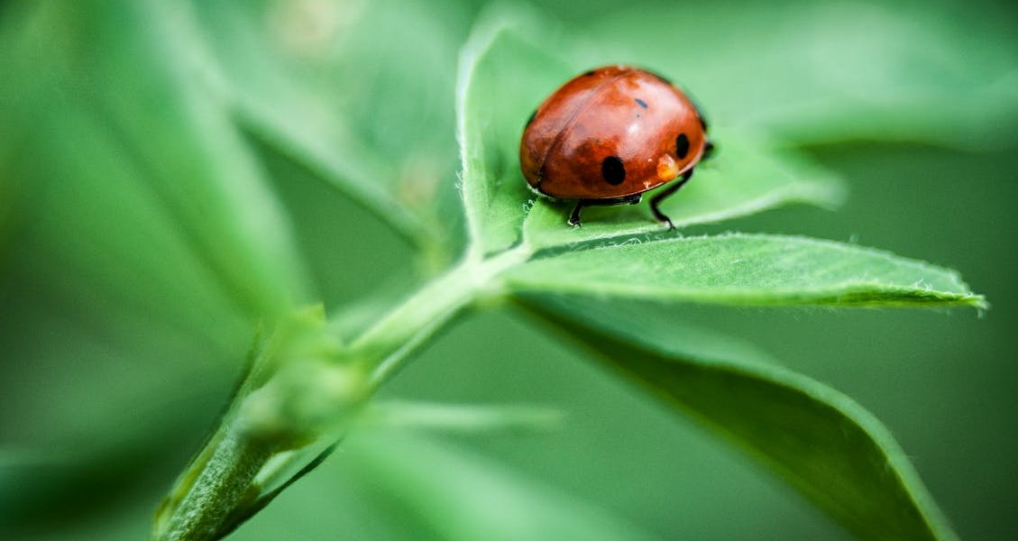 فروش لوازم و تجهیزات و اتصالات بارانی در پیشوا