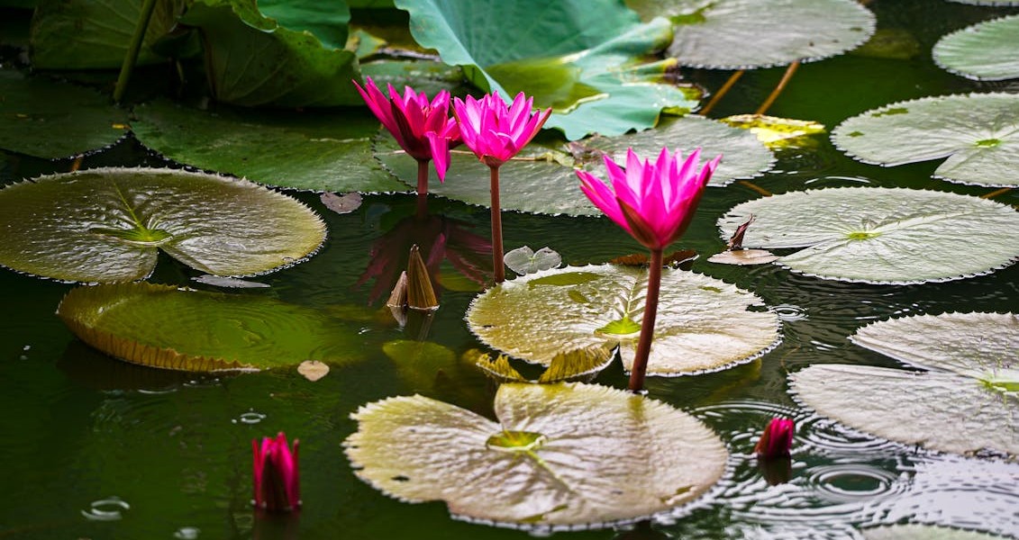 فروش نایلون کشاورزی در شیراز و فارس