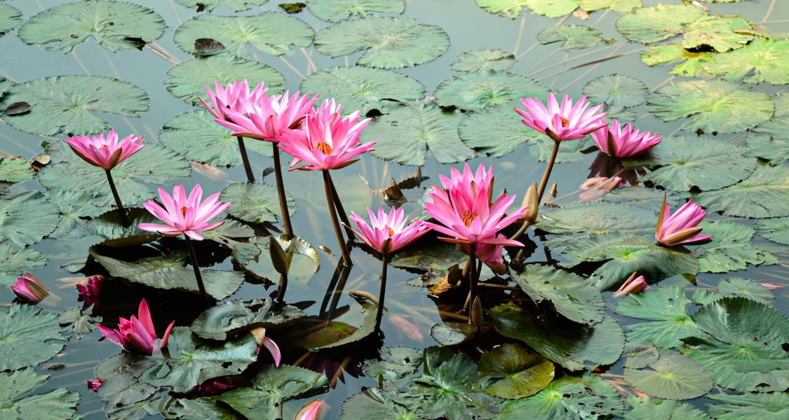 فروش نایلون کشاورزی در ساری و مازندران