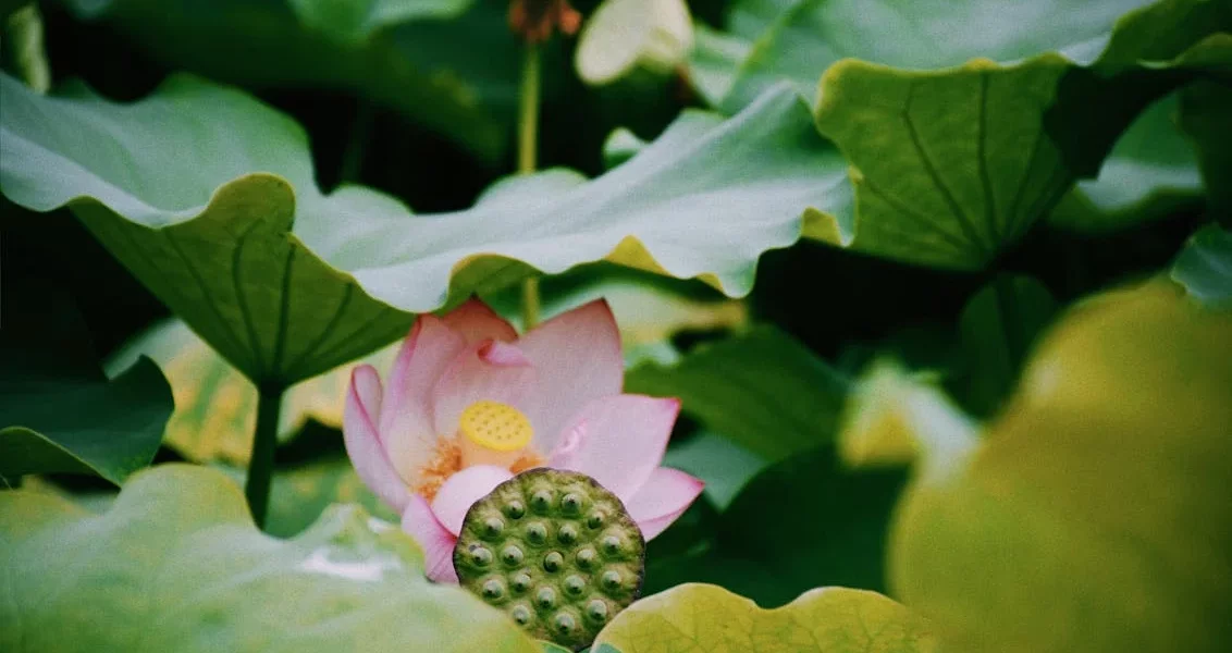 فروش نایلون کشاورزی در مشهد و خراسان