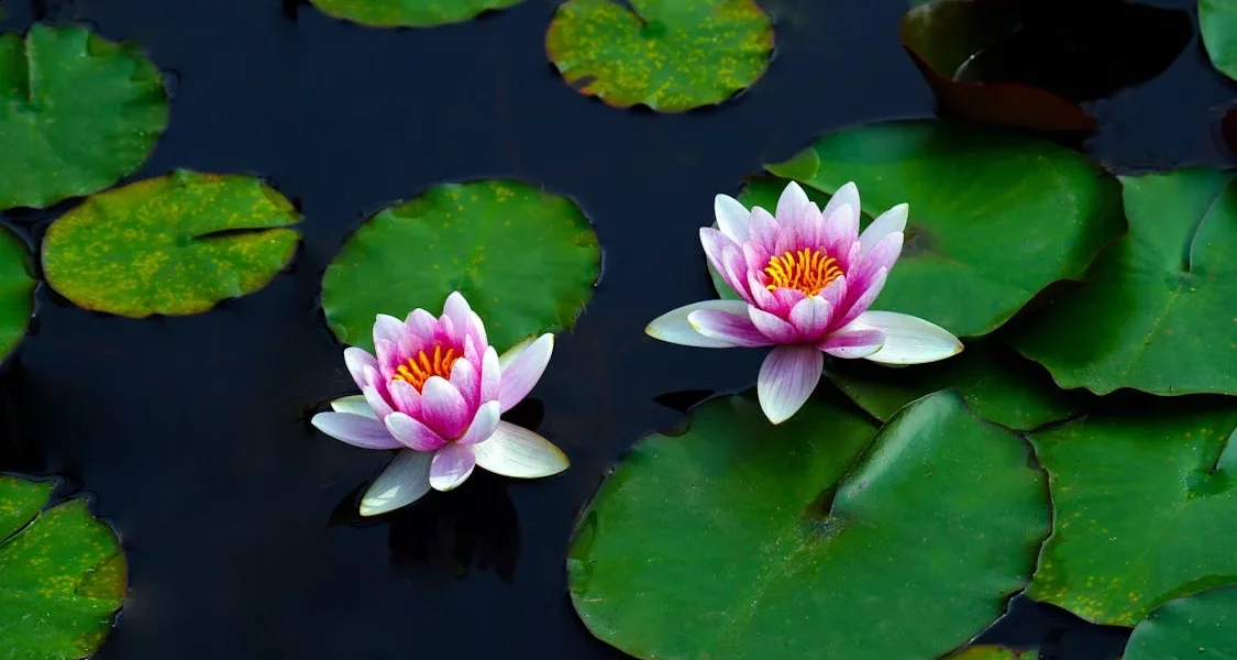 فروش نایلون کشاورزی در شوش دانیال