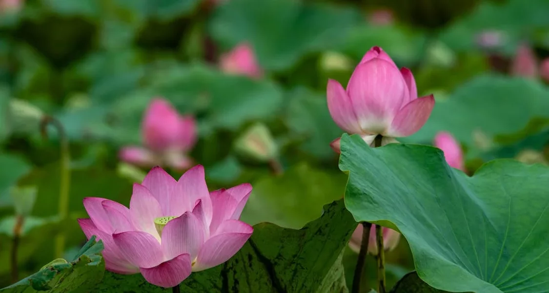 فروش نایلون کشاورزی در دهدشت