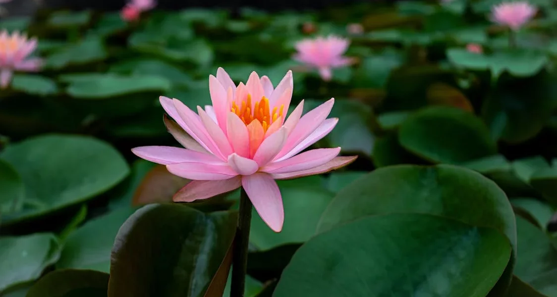 فروش نایلون کشاورزی در منجیل