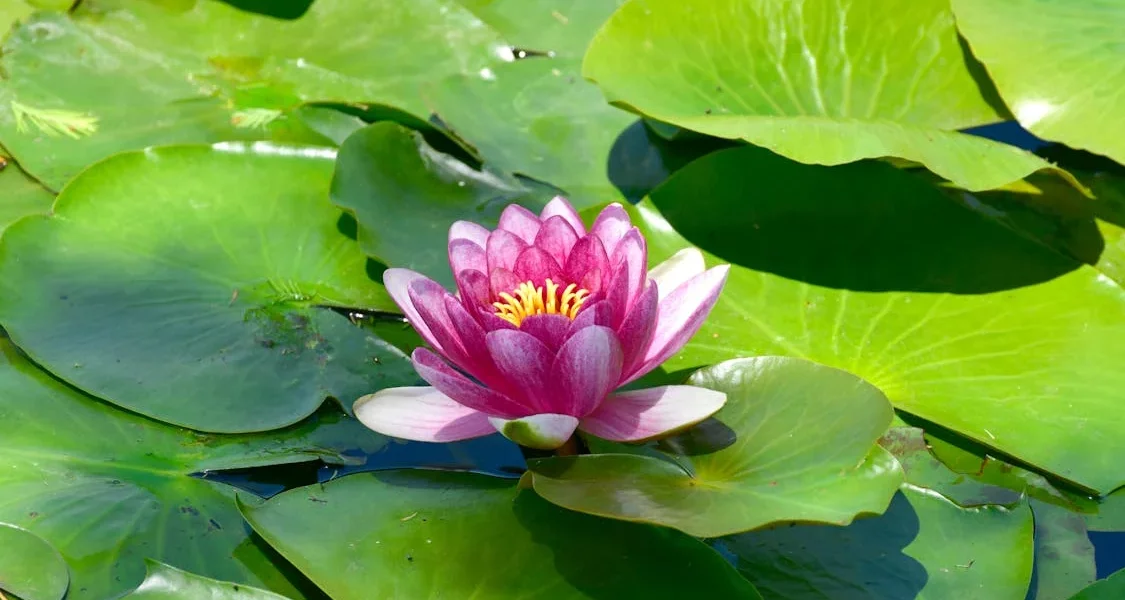 فروش نایلون کشاورزی در داراب