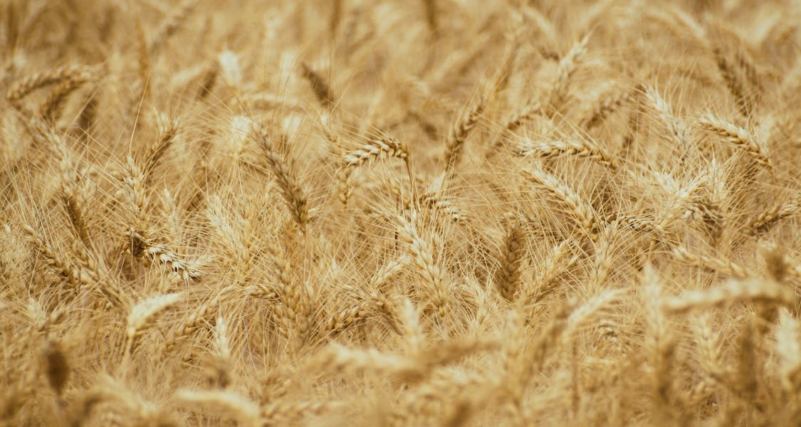 فروش دریپر آبیاری قطره ای در سیرجان