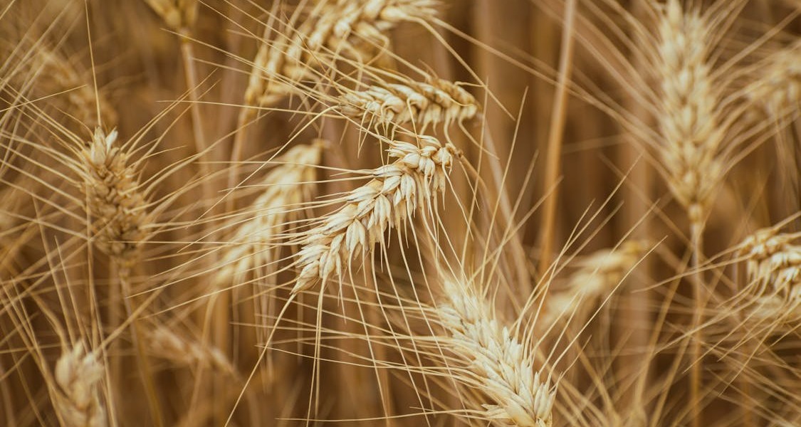 فروش دریپر آبیاری قطره ای در چابهار