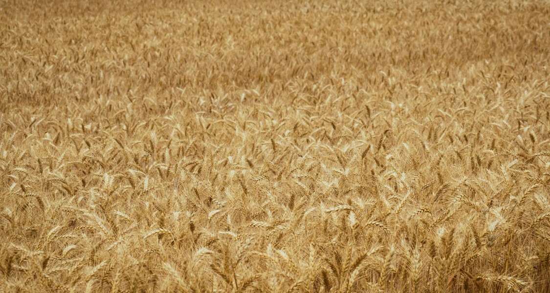 فروش دریپر آبیاری قطره ای در ورامین