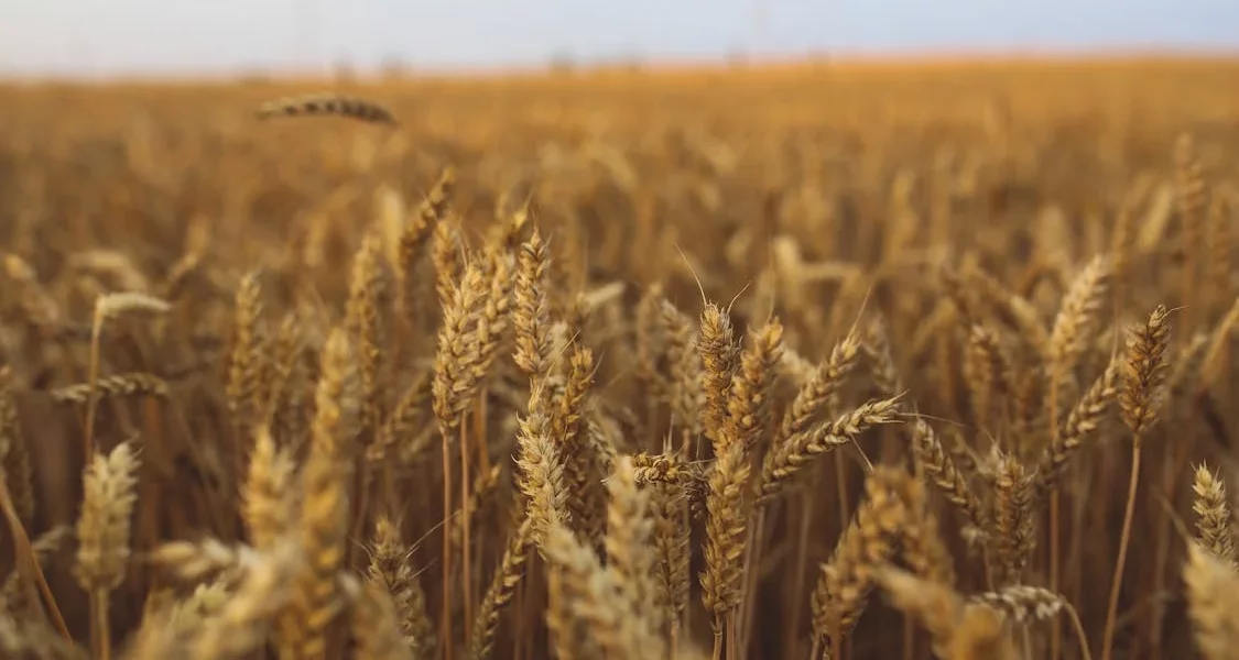 فروش دریپر آبیاری قطره ای در پیشوا