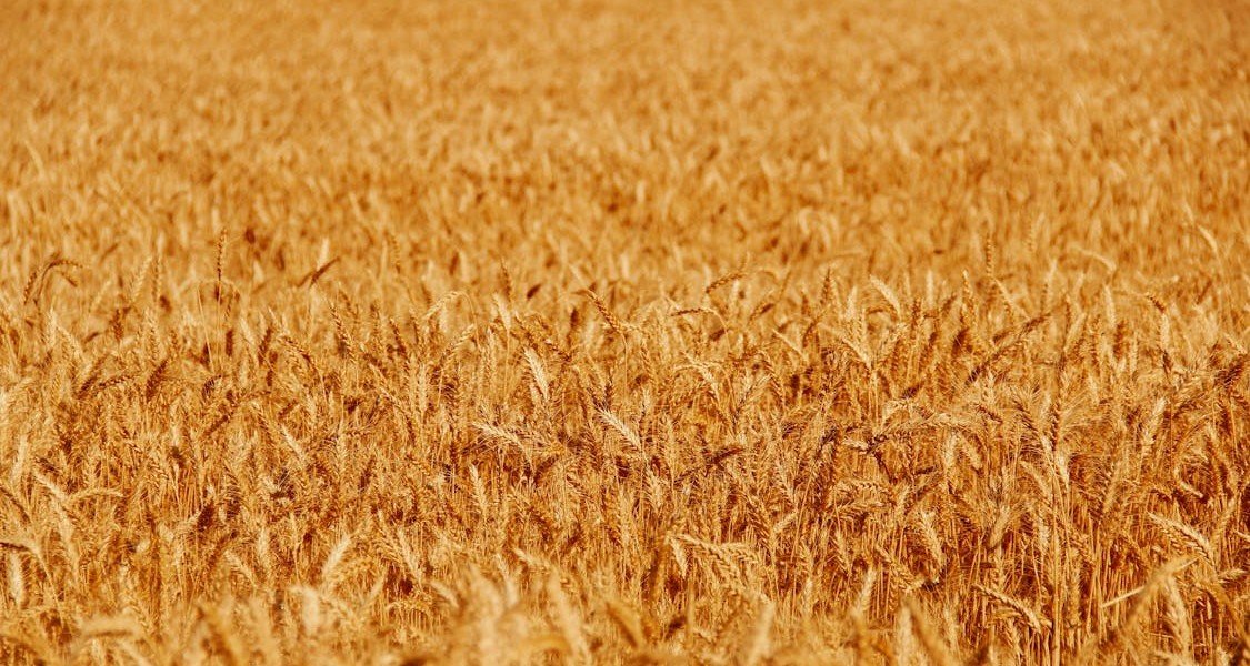 فروش دریپر آبیاری قطره ای در گنبد کاووس