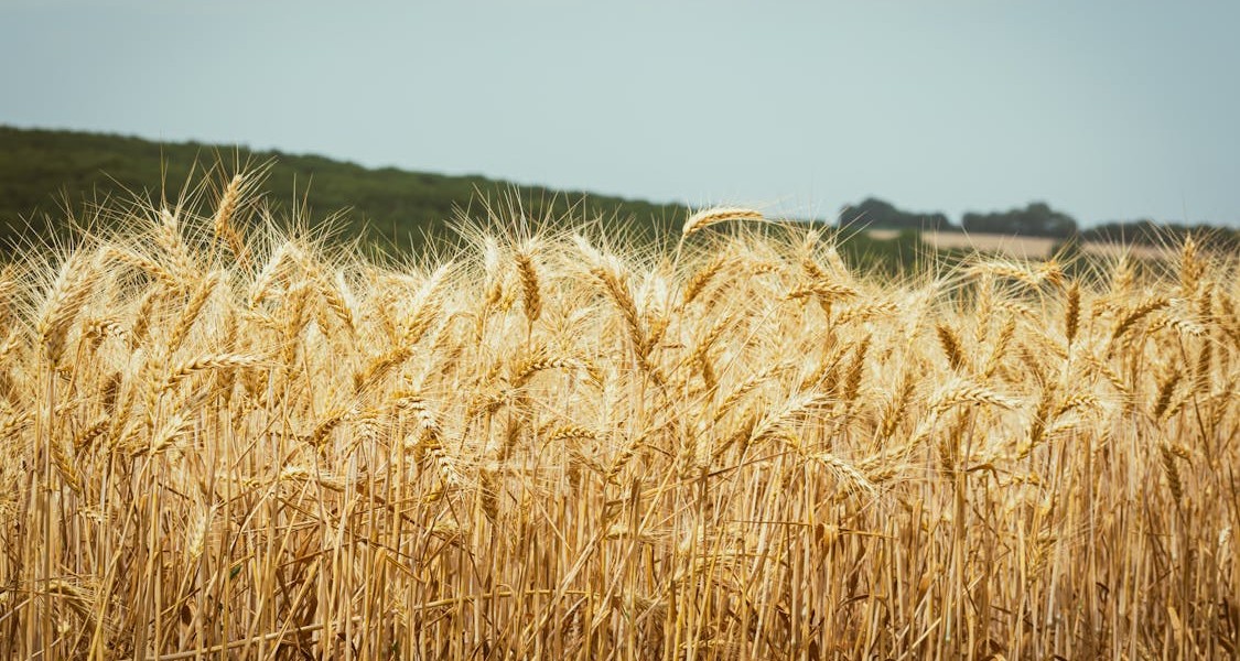 فروش دریپر آبیاری قطره ای در تویسرکان